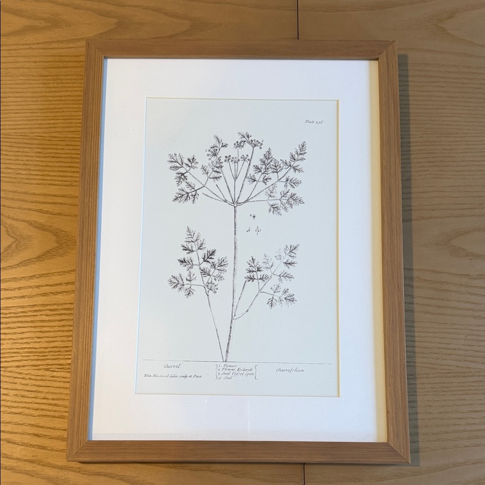 Hearth & Hand Botanical Art Print with Wooden Frame
